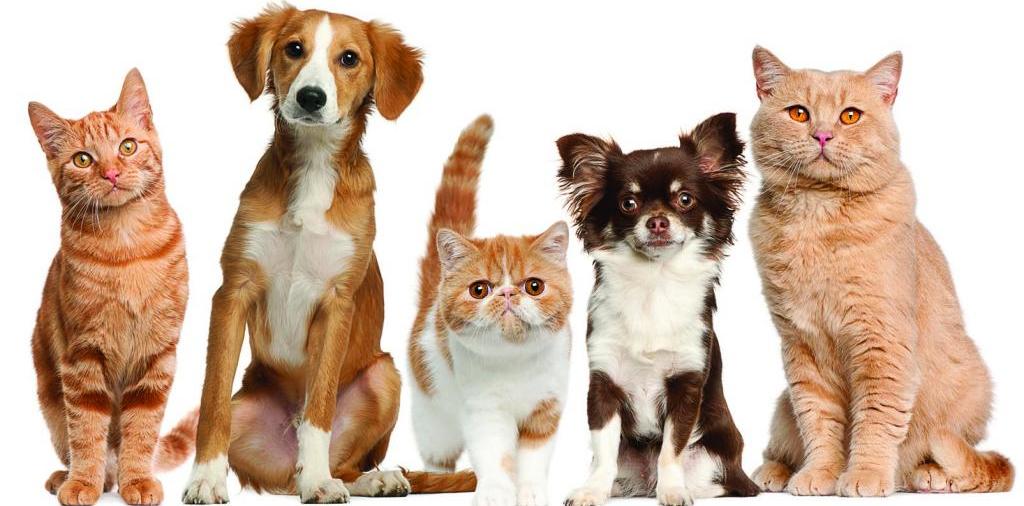 Доска объявлений о животных | ЗооТом - продажа, вязка и услуги для животных в Пласте