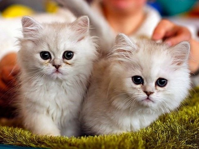 Породы кошек в Пласте | ЗооТом портал о животных