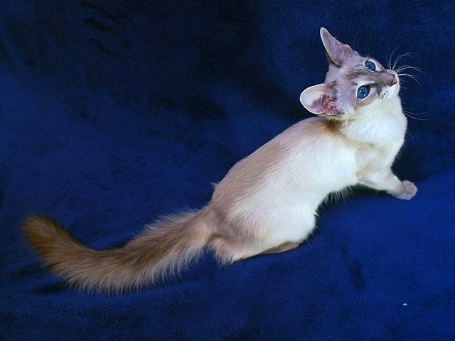 Выведенные породы кошек в Пласте | ЗооТом портал о животных