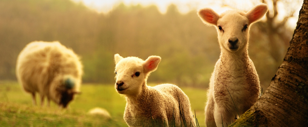 Объявления о сельскохозяйственных животных | ЗооТом - продажа, вязка и услуги для животных в Пласте