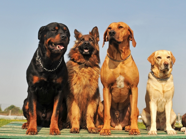 Крупные породы собак в Пласте | ЗооТом портал о животных