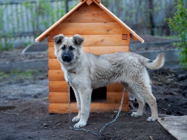 Все о собаках в Пласте Все о собаках в Пласте